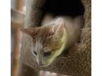 Bubbles, Domestic Shorthair For Adoption In Spotsylvania, Virginia