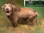 Marley 24, Labrador Retriever For Adoption In Brookhaven, Mississippi