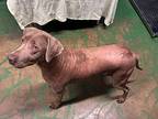 Cheyenne 24, Labrador Retriever For Adoption In Brookhaven, Mississippi
