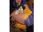 Jello, Domestic Mediumhair For Adoption In Mount Pleasant, Texas