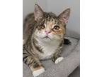 Pinky, Domestic Shorthair For Adoption In Fremont, Nebraska