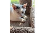 Zazzle, Domestic Shorthair For Adoption In Fremont, Nebraska