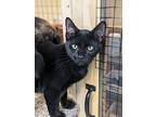 John, Domestic Shorthair For Adoption In Fremont, Nebraska