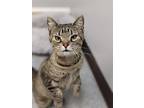 Swift, Domestic Shorthair For Adoption In Fremont, Nebraska