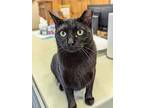 Cutlass, Domestic Shorthair For Adoption In Fremont, Nebraska