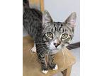 Rambo, Domestic Shorthair For Adoption In Fremont, Nebraska