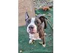 Humphrey, American Staffordshire Terrier For Adoption In Phenix City, Alabama