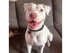 Ellie, American Pit Bull Terrier For Adoption In Long Beach, California