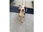 Charles, Labrador Retriever For Adoption In Media, Pennsylvania