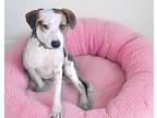 Sashta, Labrador Retriever For Adoption In Boston, Massachusetts