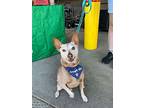 Rocky Road, Terrier (unknown Type, Small) For Adoption In Rathdrum, Idaho