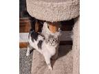 Velma, Maine Coon For Adoption In Garden City, Michigan