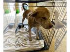 Catahoula Leopard Dog DOG FOR ADOPTION RGADN-1178824 - HEATH - Catahoula Leopard