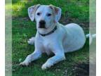 Boxer Mix DOG FOR ADOPTION RGADN-1193194 - Puddy - Boxer / Mixed (medium coat)
