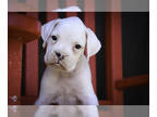 Boxer PUPPY FOR SALE ADN-829775 - Boxer