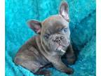 French Bulldog PUPPY FOR SALE ADN-829734 - Blue Frenchie Boy
