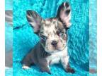 French Bulldog PUPPY FOR SALE ADN-829740 - Fluffy Frenchie Merle Boy