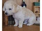Maltipoo PUPPY FOR SALE ADN-829693 - Maltipoo