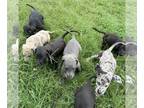 Great Dane PUPPY FOR SALE ADN-829679 - Great Dane puppies