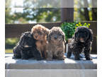 Miniature Labradoodle PUPPY FOR SALE ADN-829809 - Beautiful Litter of Mini
