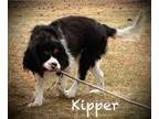 Cavalier King Charles Spaniel PUPPY FOR SALE ADN-829728 - AKC Cavalier King