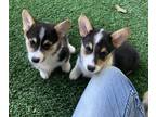 Pembroke Welsh Corgi PUPPY FOR SALE ADN-829723 - AKC Welsh Pembroke corgi
