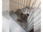 Bullmastiff-Dutch Shepherd Mix DOG FOR ADOPTION RGADN-1370182 - MAX - Dutch