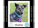 Plott Hound DOG FOR ADOPTION RGADN-1349268 - Shadow aka Gretle (BabyGirl Pup)