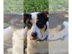 Catahoula Leopard Dog Mix DOG FOR ADOPTION RGADN-1358821 - Tiana - Catahoula