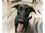 Irish Wolfhound Mix DOG FOR ADOPTION RGADN-1364419 - OSWALD - Irish Wolfhound /