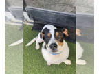 Basset Hound Mix DOG FOR ADOPTION RGADN-1366691 - Elina - Basset Hound / Mixed