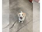 Beagle DOG FOR ADOPTION RGADN-1366696 - Popper - Beagle Dog For Adoption