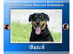 Rottweiler Mix DOG FOR ADOPTION RGADN-1366703 - Butch - Rottweiler / Mixed