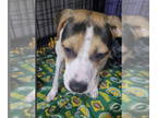 Beagle Mix DOG FOR ADOPTION RGADN-1366713 - willow - Beagle / Hound / Mixed