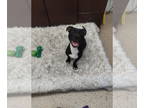 American Pit Bull Terrier Mix DOG FOR ADOPTION RGADN-1366716 - Stormy - Pit Bull