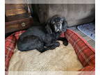 Cocker Spaniel DOG FOR ADOPTION RGADN-1366718 - Colby - Cocker Spaniel (medium