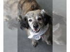 Cocker Spaniel Mix DOG FOR ADOPTION RGADN-1366721 - Max - Cocker Spaniel / Mixed
