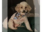 Poodle (Miniature) DOG FOR ADOPTION RGADN-1366723 - Buddy 67103 - Poodle