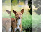 Collie Mix DOG FOR ADOPTION RGADN-1366726 - Meeko Red - Collie / Mixed (medium