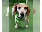Beagle Mix DOG FOR ADOPTION RGADN-1366729 - Baby Beagle: Not at the shelter