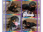 Rottweiler DOG FOR ADOPTION RGADN-1366734 - Bianca - Rottweiler (medium coat)
