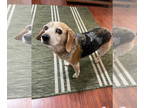 Beagle DOG FOR ADOPTION RGADN-1366741 - Snicker Doodle - Beagle Dog For Adoption