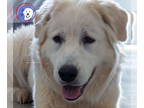 Great Pyrenees DOG FOR ADOPTION RGADN-1366742 - Windy - Great Pyrenees (long