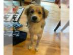 Golden Retriever Mix DOG FOR ADOPTION RGADN-1366748 - Dunne - Golden Retriever /