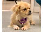 Pekingese Mix DOG FOR ADOPTION RGADN-1366749 - Snickers - Pekingese / Mixed Dog
