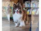 Pomeranian DOG FOR ADOPTION RGADN-1366752 - Gladys - Pomeranian Dog For Adoption