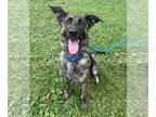 Dutch Shepherd -German Shepherd Dog Mix DOG FOR ADOPTION RGADN-1366763 - Mikai