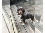 Cocker Spaniel DOG FOR ADOPTION RGADN-1366788 - Trudy - Cocker Spaniel (medium