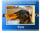 Rottweiler DOG FOR ADOPTION RGADN-1366794 - Rosie - Rottweiler (short coat) Dog