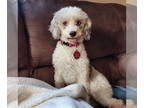 Poodle (Miniature) DOG FOR ADOPTION RGADN-1366796 - Brioche - Poodle (Miniature)